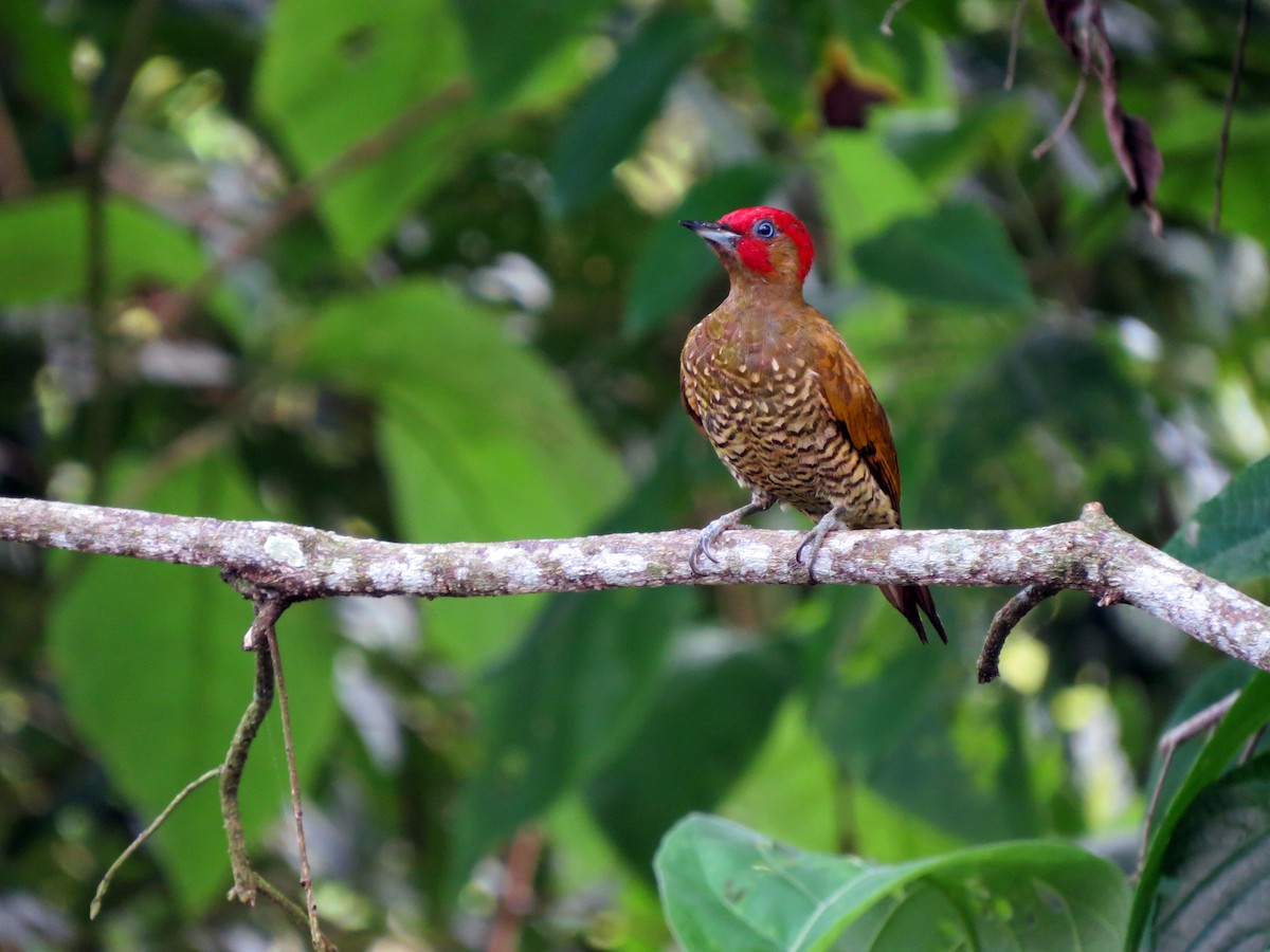 Rufous-winged Woodpecker - ML637240669