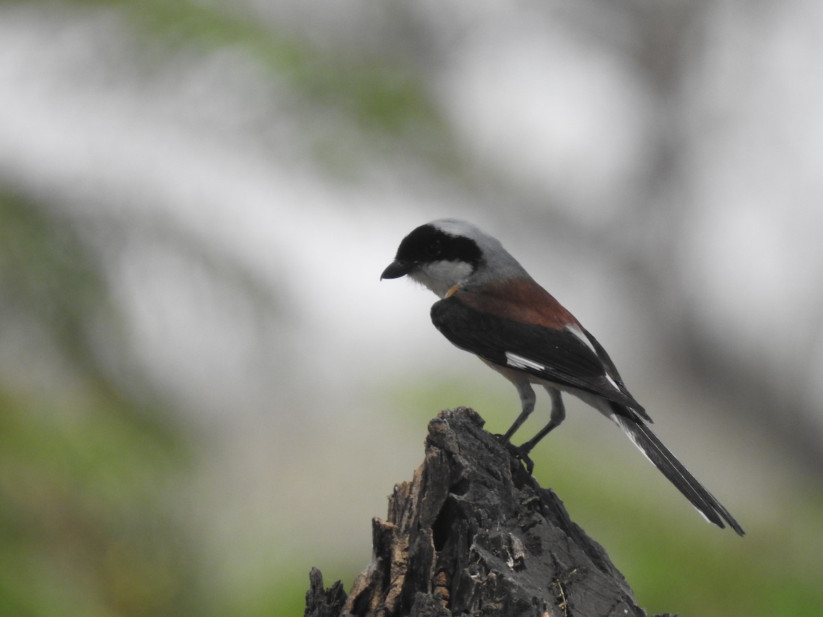 Bay-backed Shrike - ML637240732