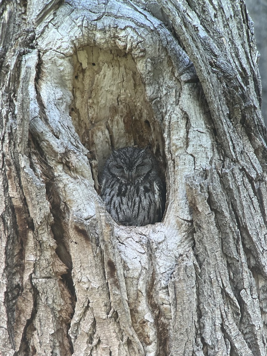 Western Screech-Owl - ML637240742