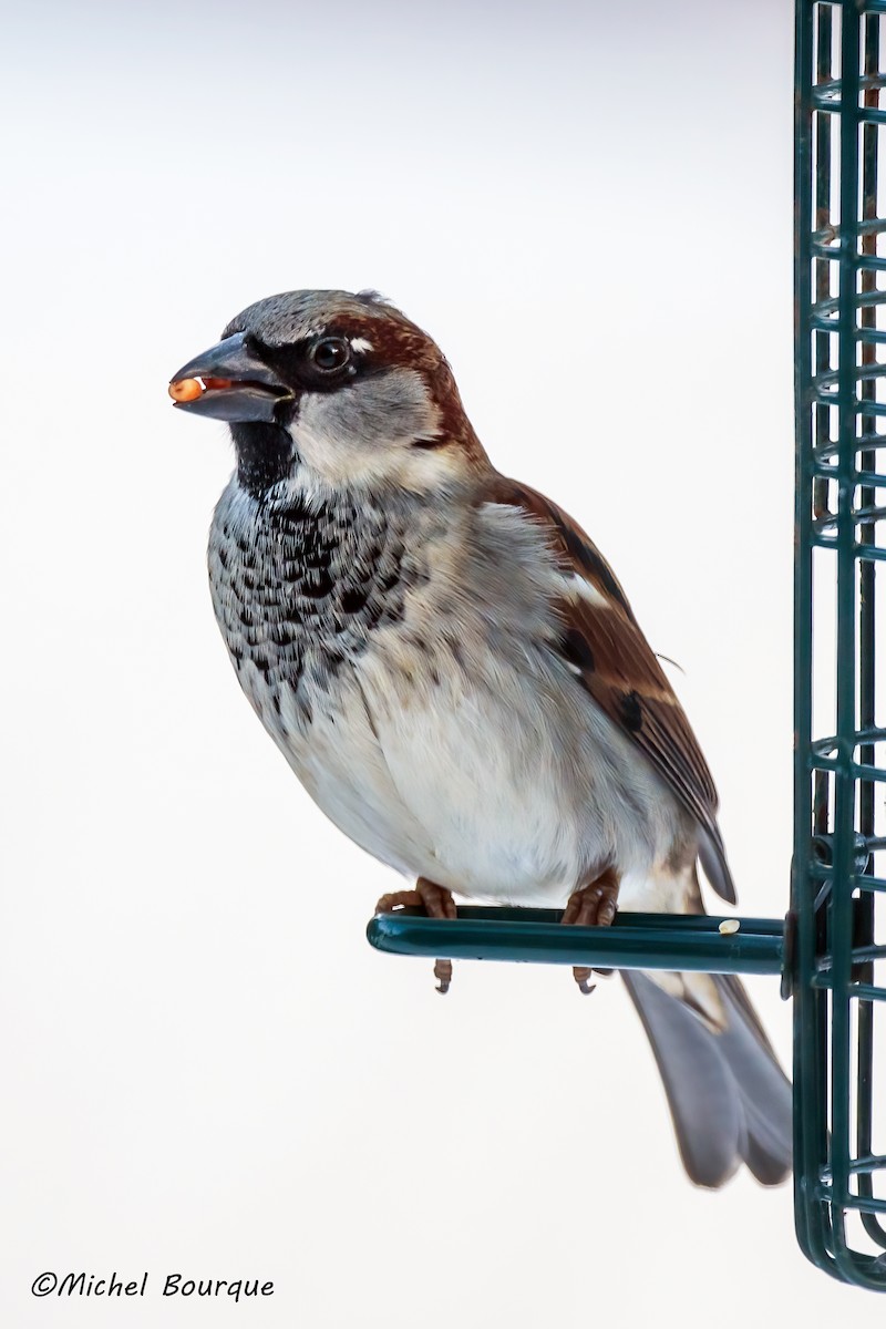 House Sparrow - ML637240743