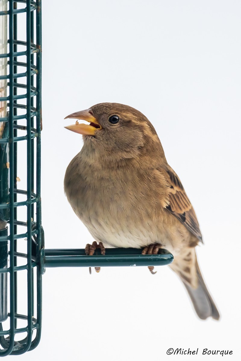House Sparrow - ML637240746