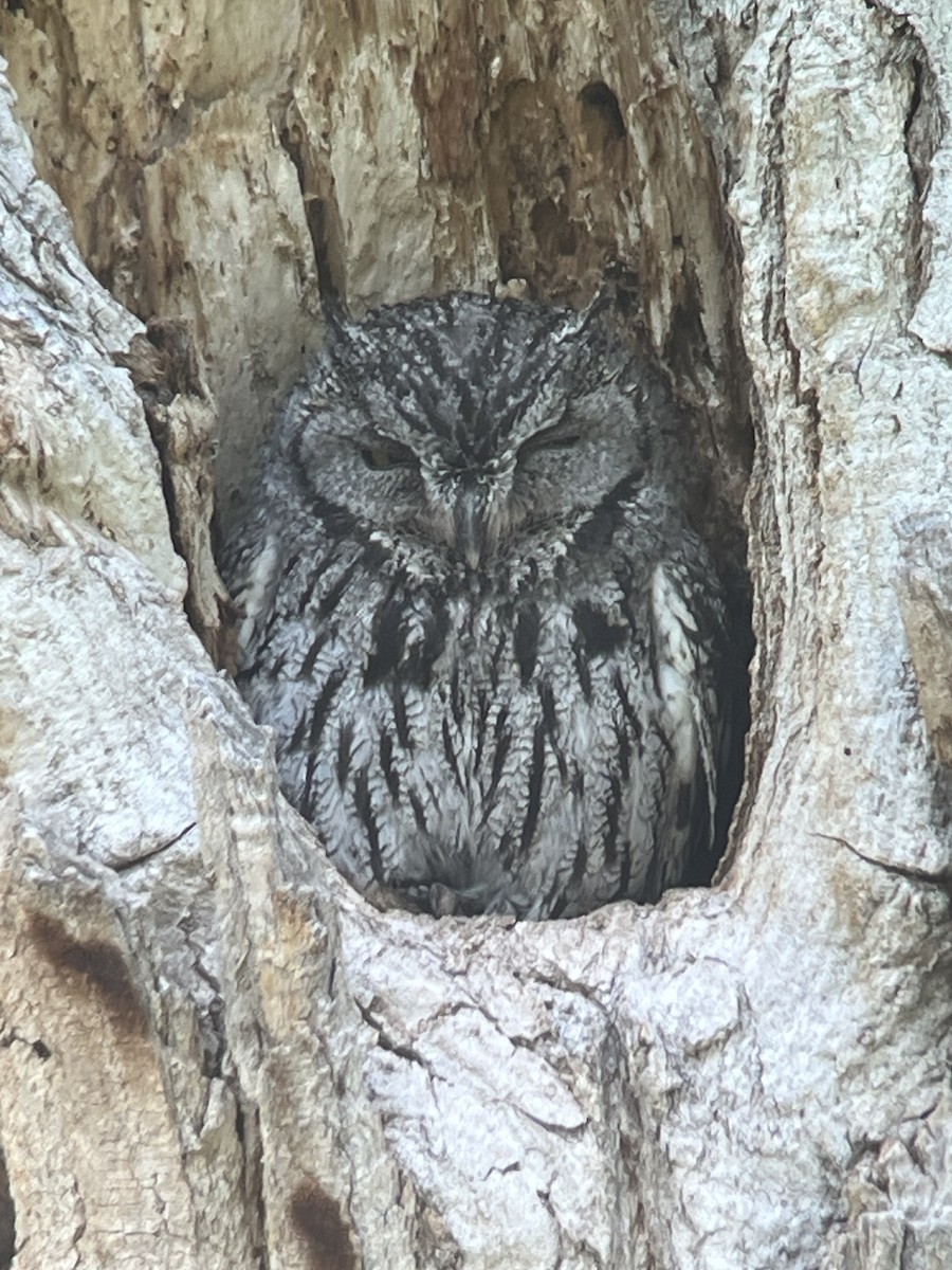 Western Screech-Owl - ML637240751