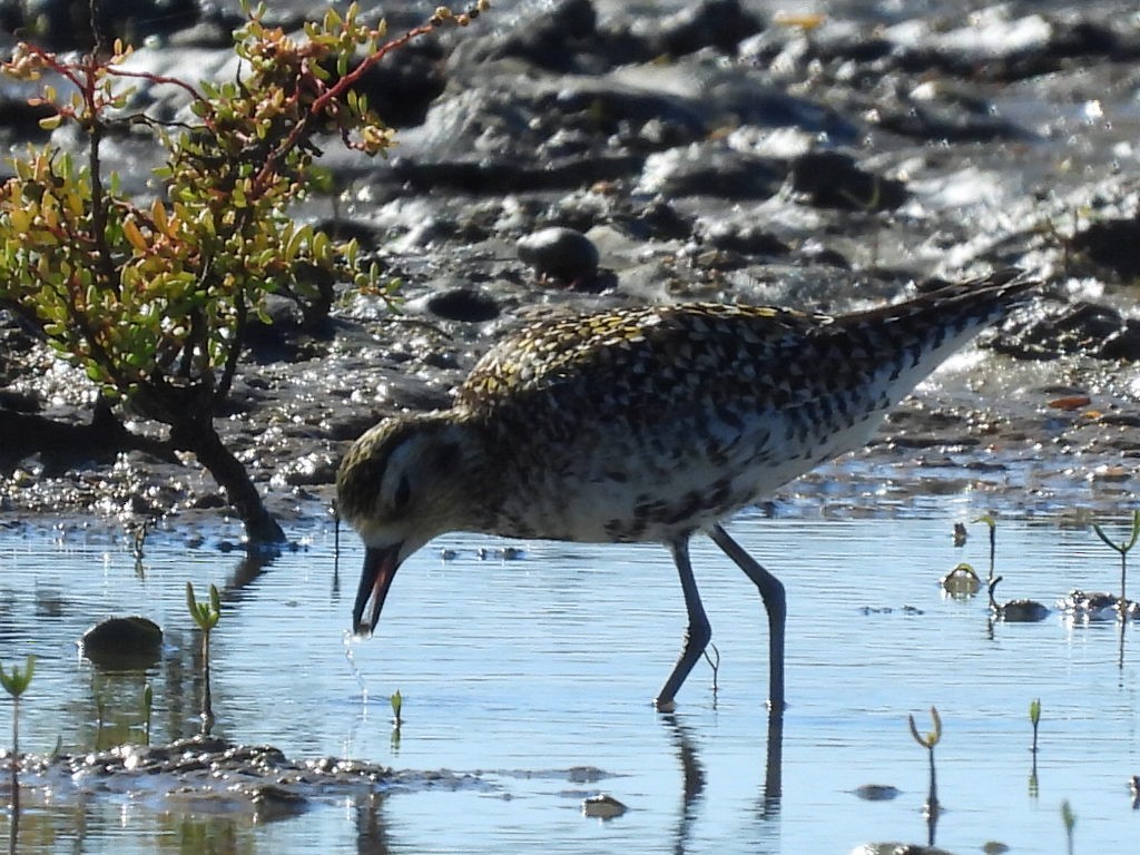 Pacific Golden-Plover - ML637240774