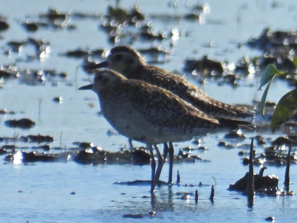 Pacific Golden-Plover - ML637240775