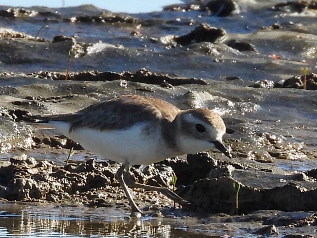 Double-banded Plover - ML637240818