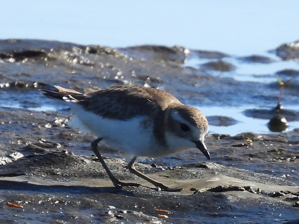 Double-banded Plover - ML637240820