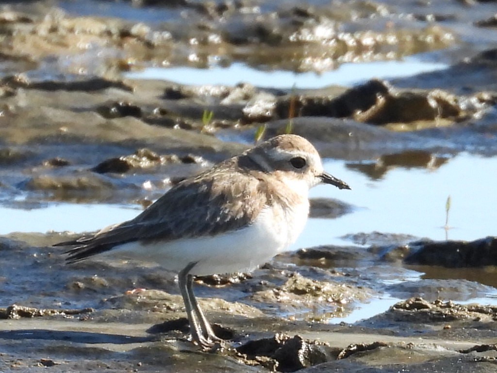 Double-banded Plover - ML637240821