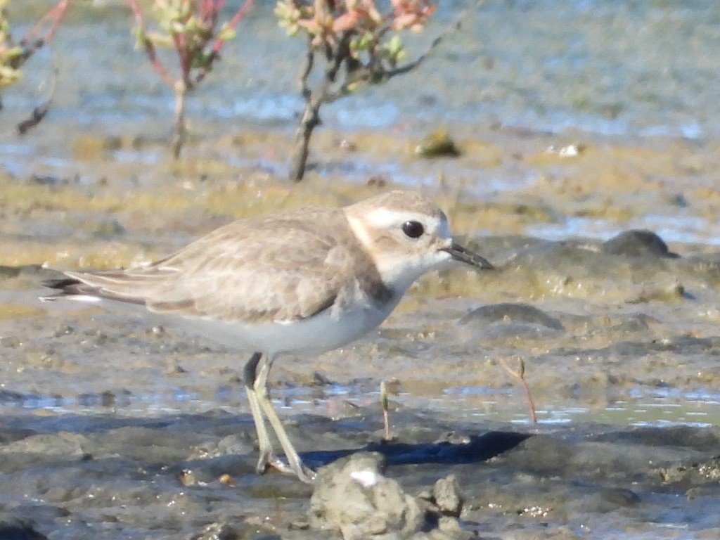 Double-banded Plover - ML637240822