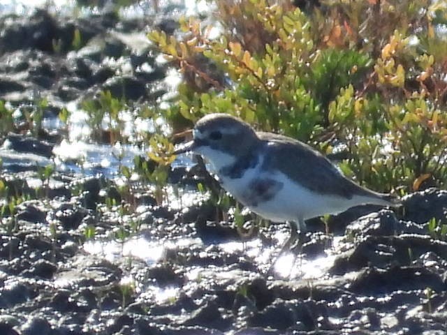Double-banded Plover - ML637240823