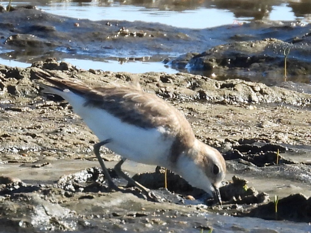 Double-banded Plover - ML637240824