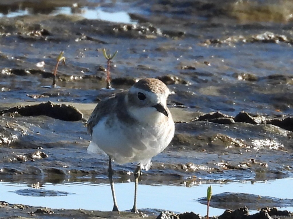 Double-banded Plover - ML637240825