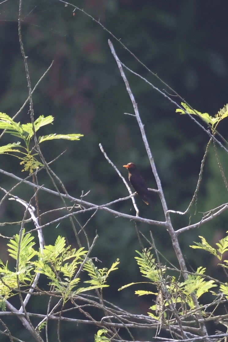 Violet Cuckoo - ML637240831