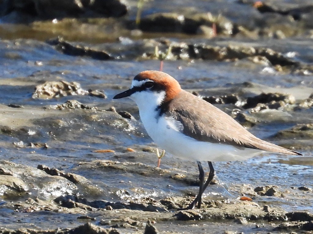 Red-capped Plover - ML637240832