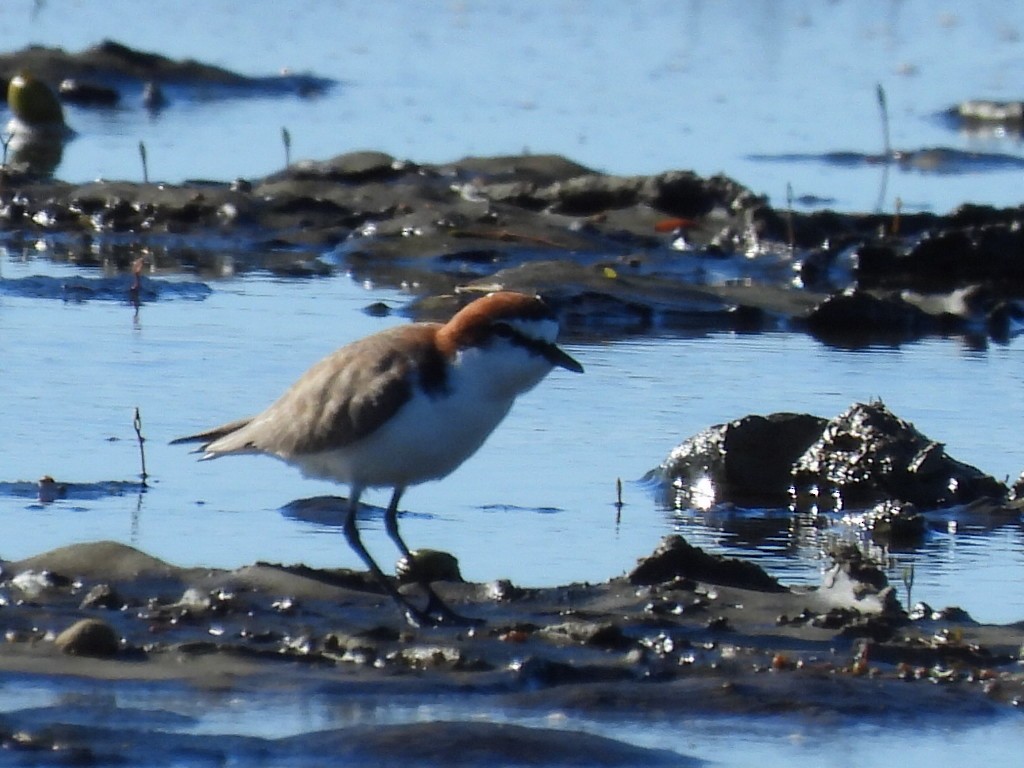 Red-capped Plover - ML637240833