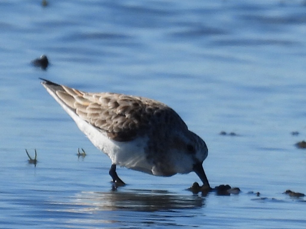 Red-necked Stint - ML637240840