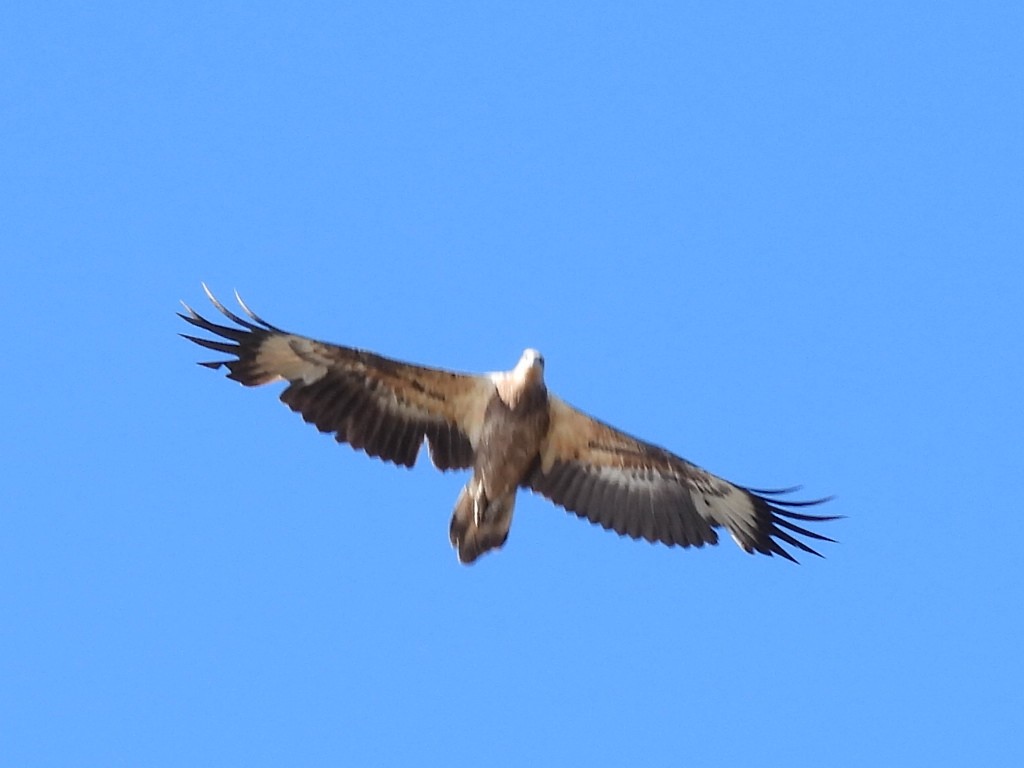 White-bellied Sea-Eagle - ML637240846