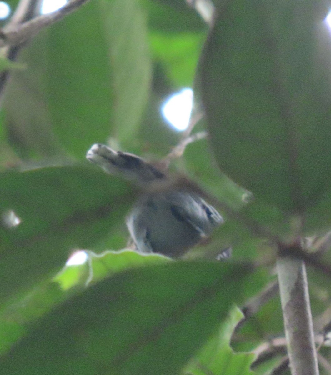 Band-tailed Antwren - ML637240908