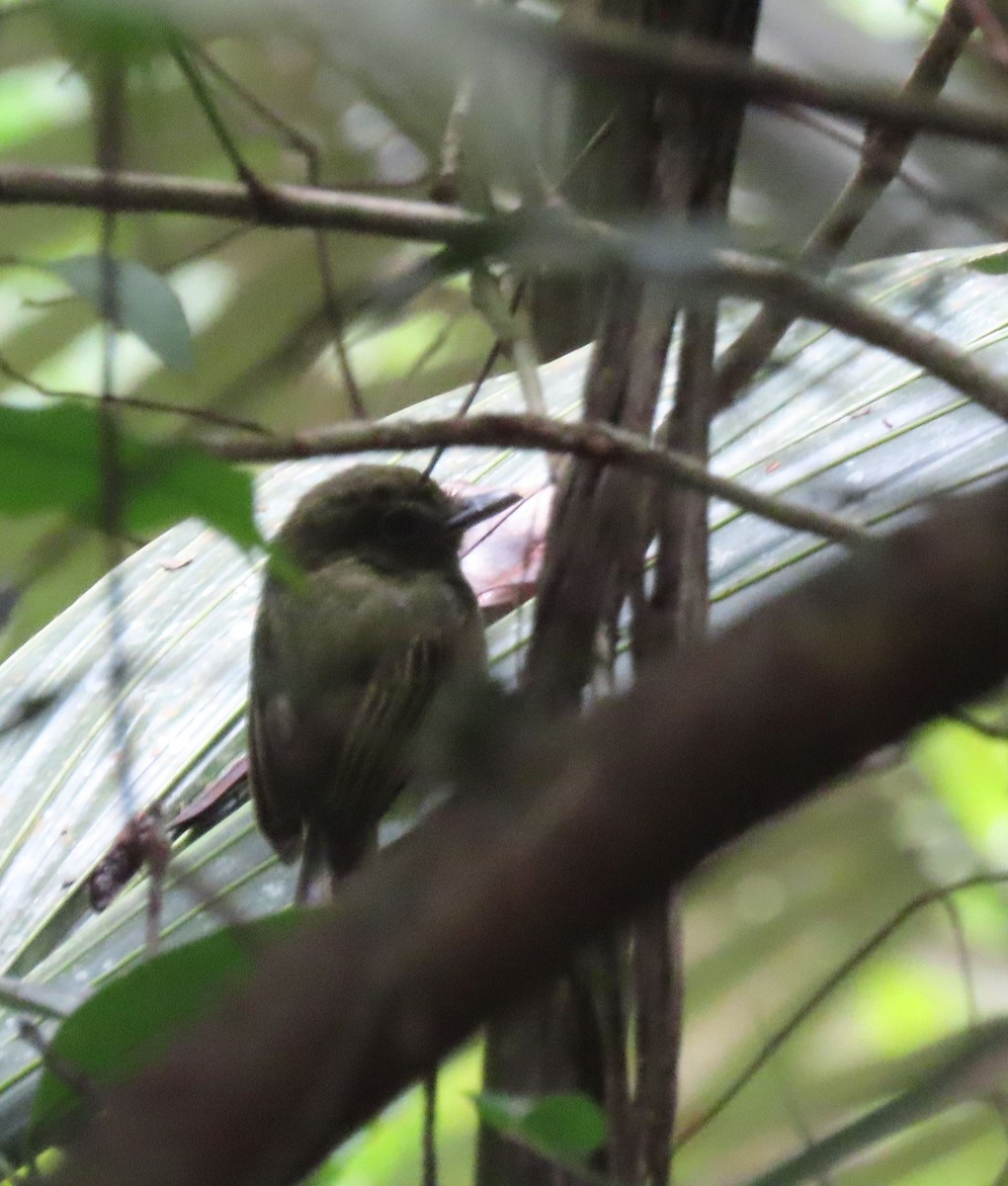 Eastern Olivaceous Flatbill - ML637240925