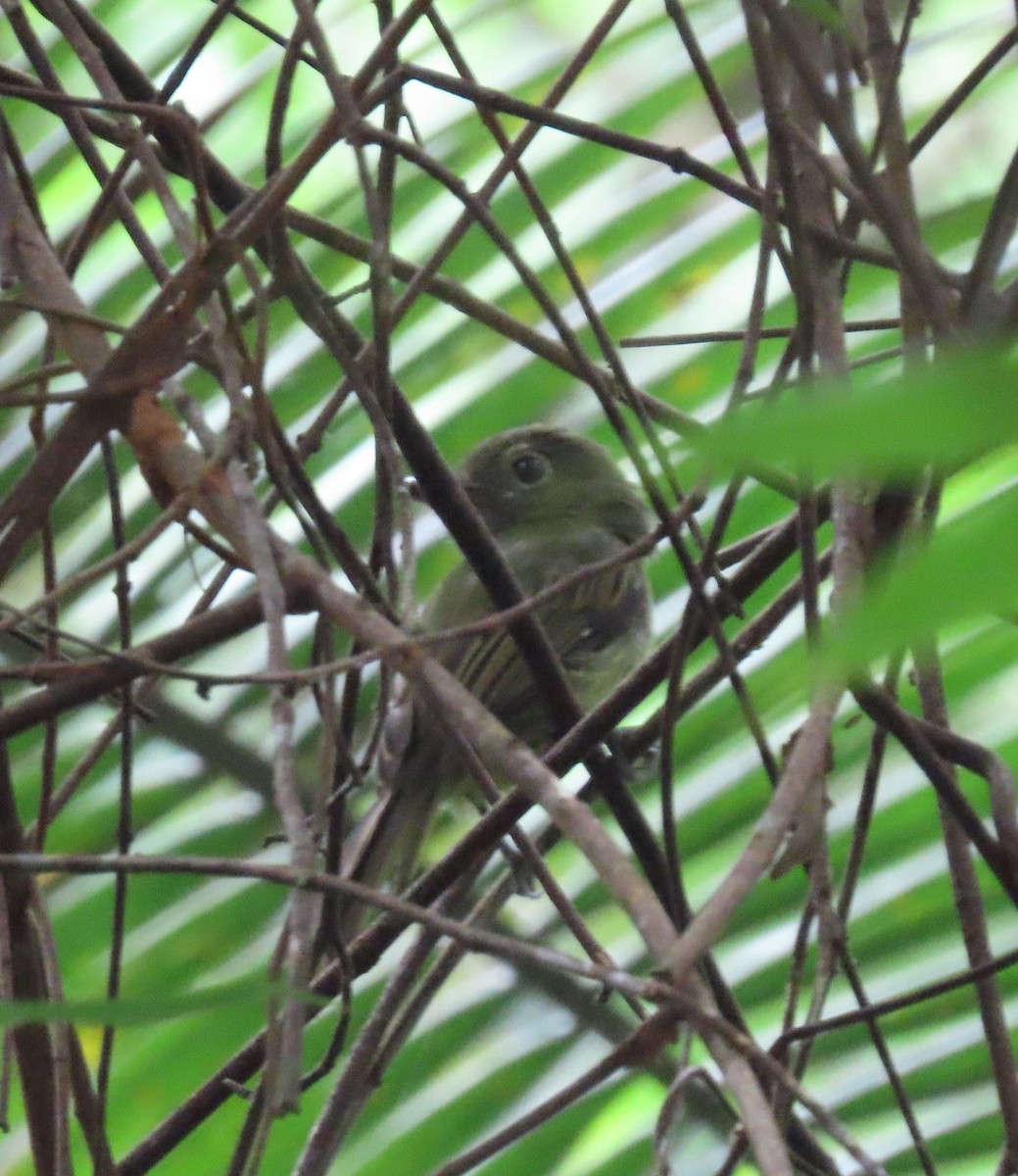 Eastern Olivaceous Flatbill - ML637240926