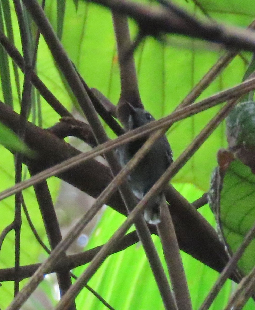 Band-tailed Antwren - ML637240949