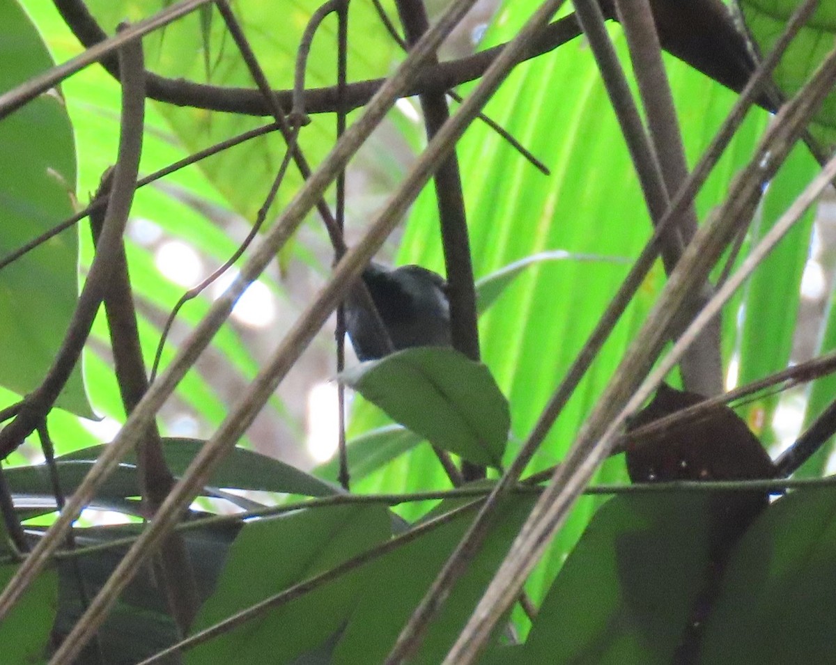 Band-tailed Antwren - ML637240950
