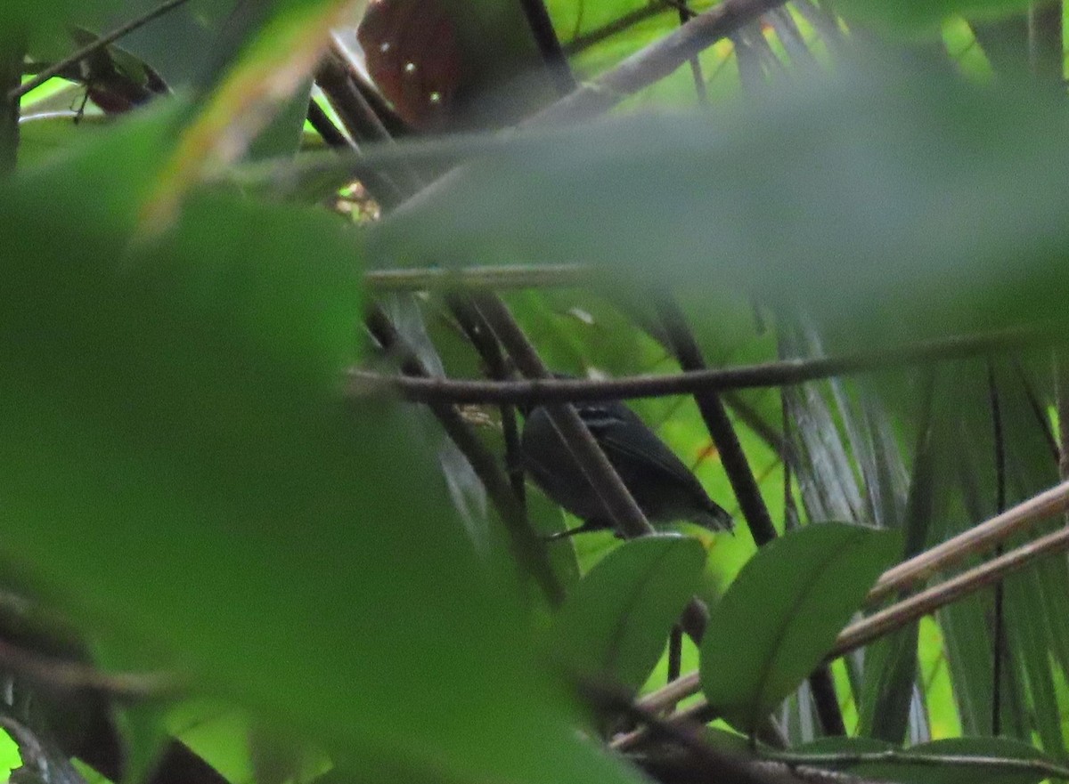 Band-tailed Antwren - ML637240951