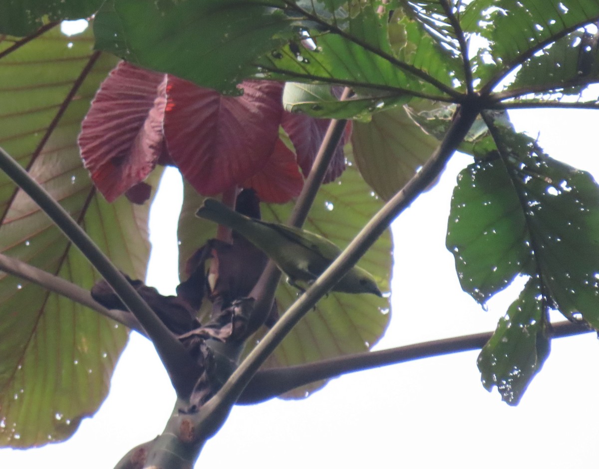 Palm Tanager - ML637241036
