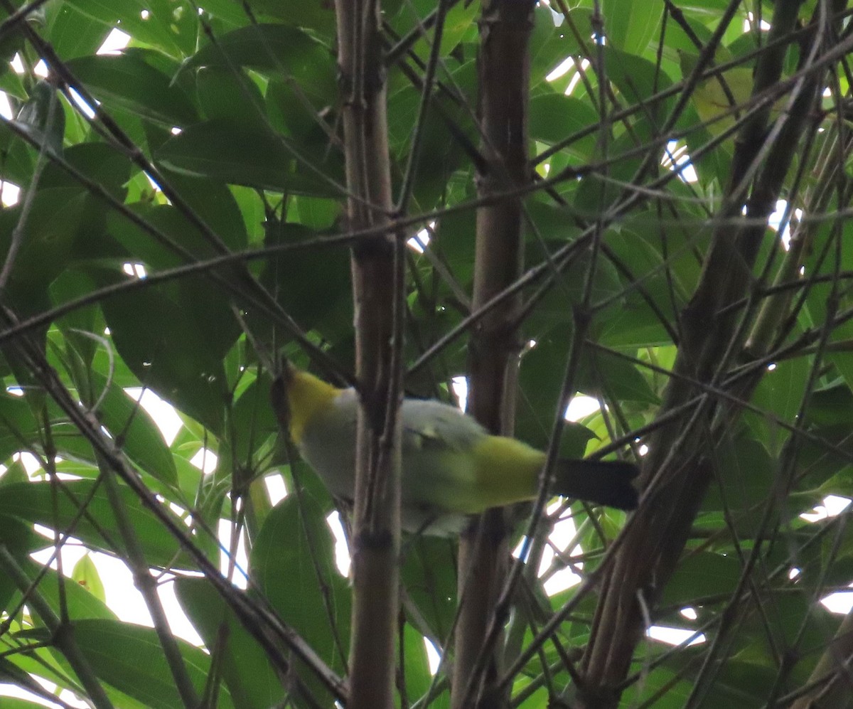 Yellow-backed Tanager - ML637241058