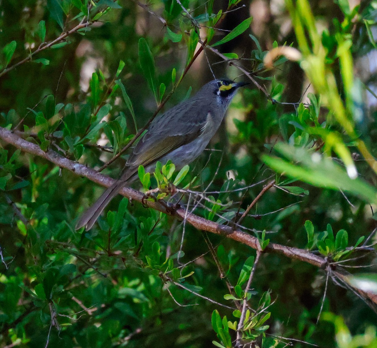 Yellow-faced Honeyeater - ML637241062