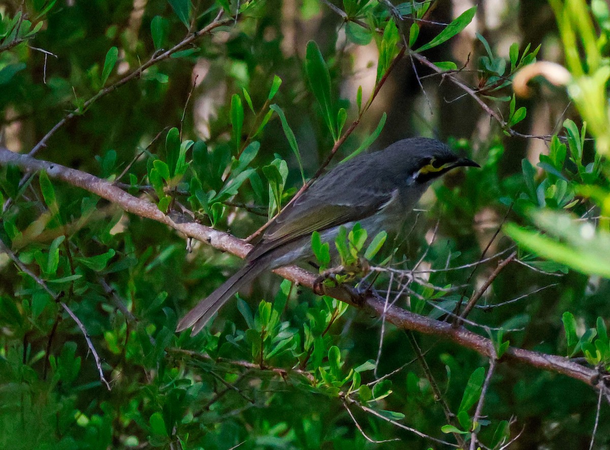 Yellow-faced Honeyeater - ML637241063