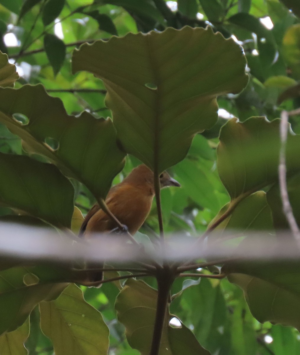 Flame-crested Tanager - ML637241072