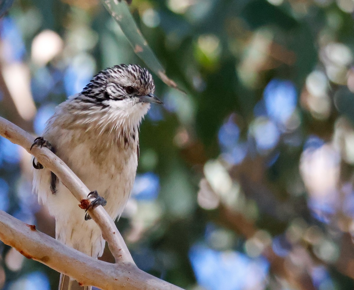 Striped Honeyeater - ML637241082