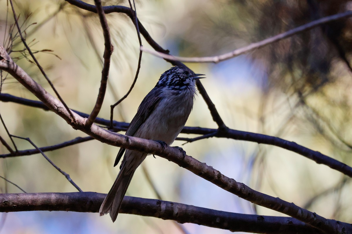 Striped Honeyeater - ML637241083