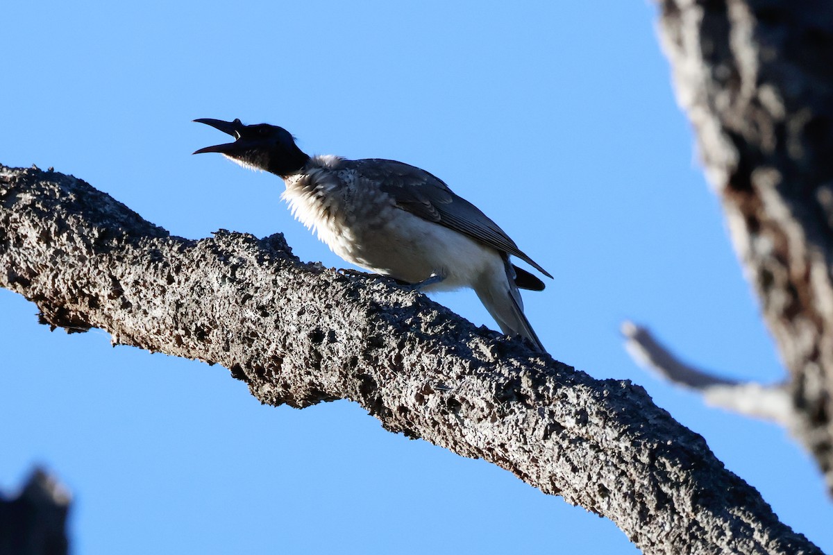 Noisy Friarbird - ML637241094