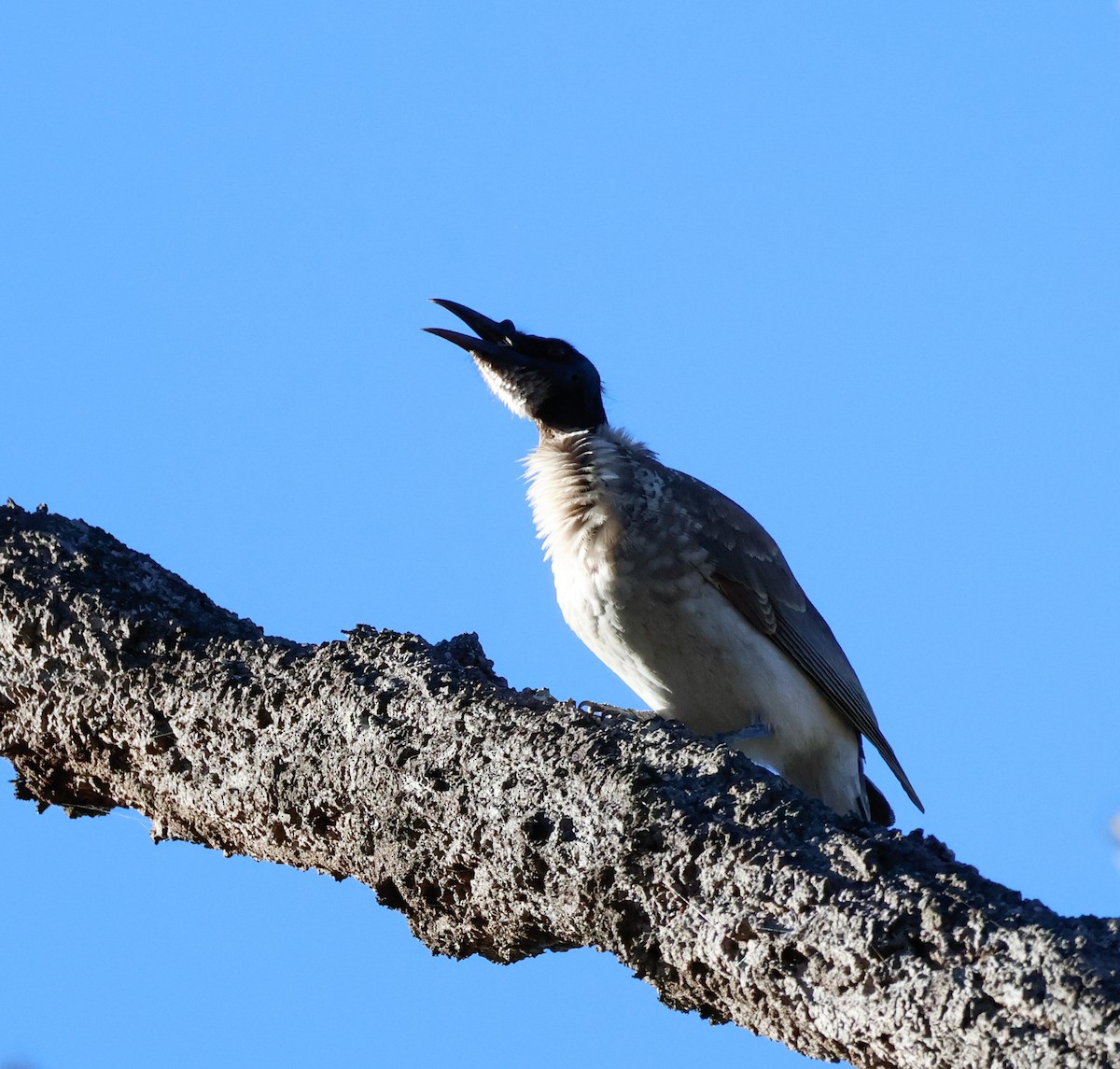 Noisy Friarbird - ML637241095