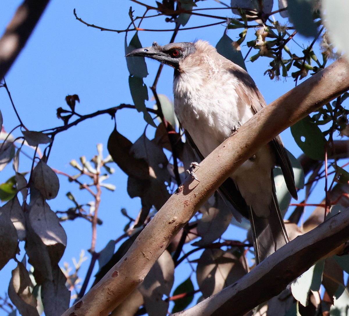 Noisy Friarbird - ML637241096