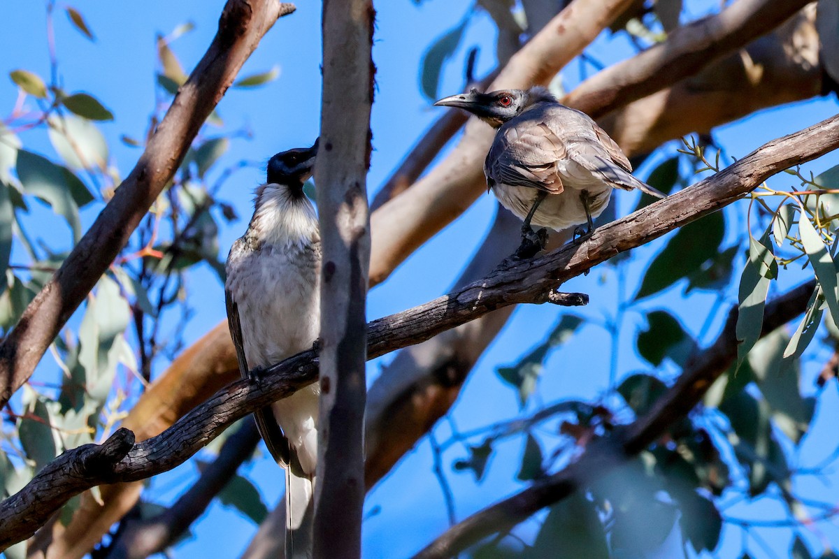 Noisy Friarbird - ML637241097