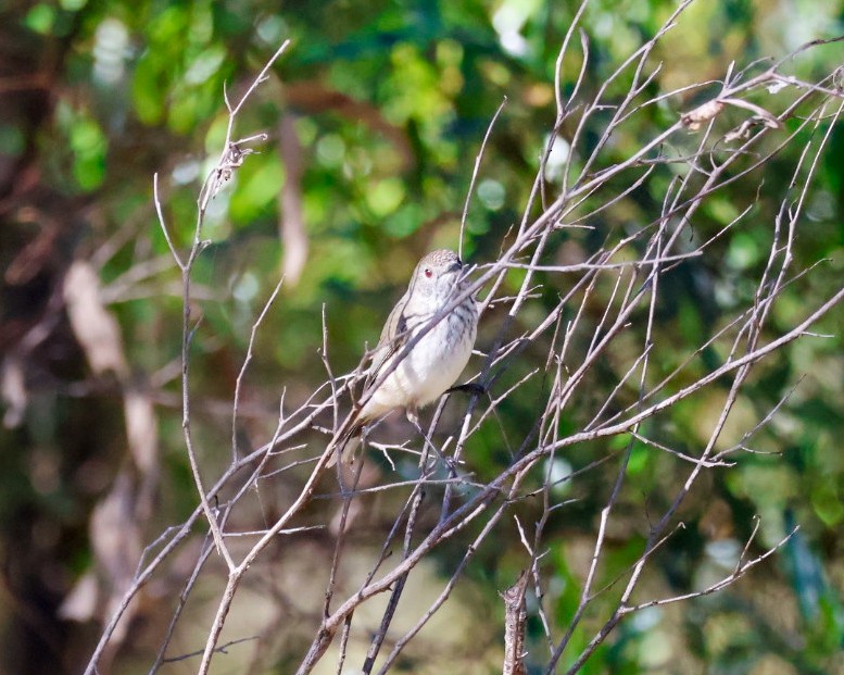 Inland Thornbill - ML637241194