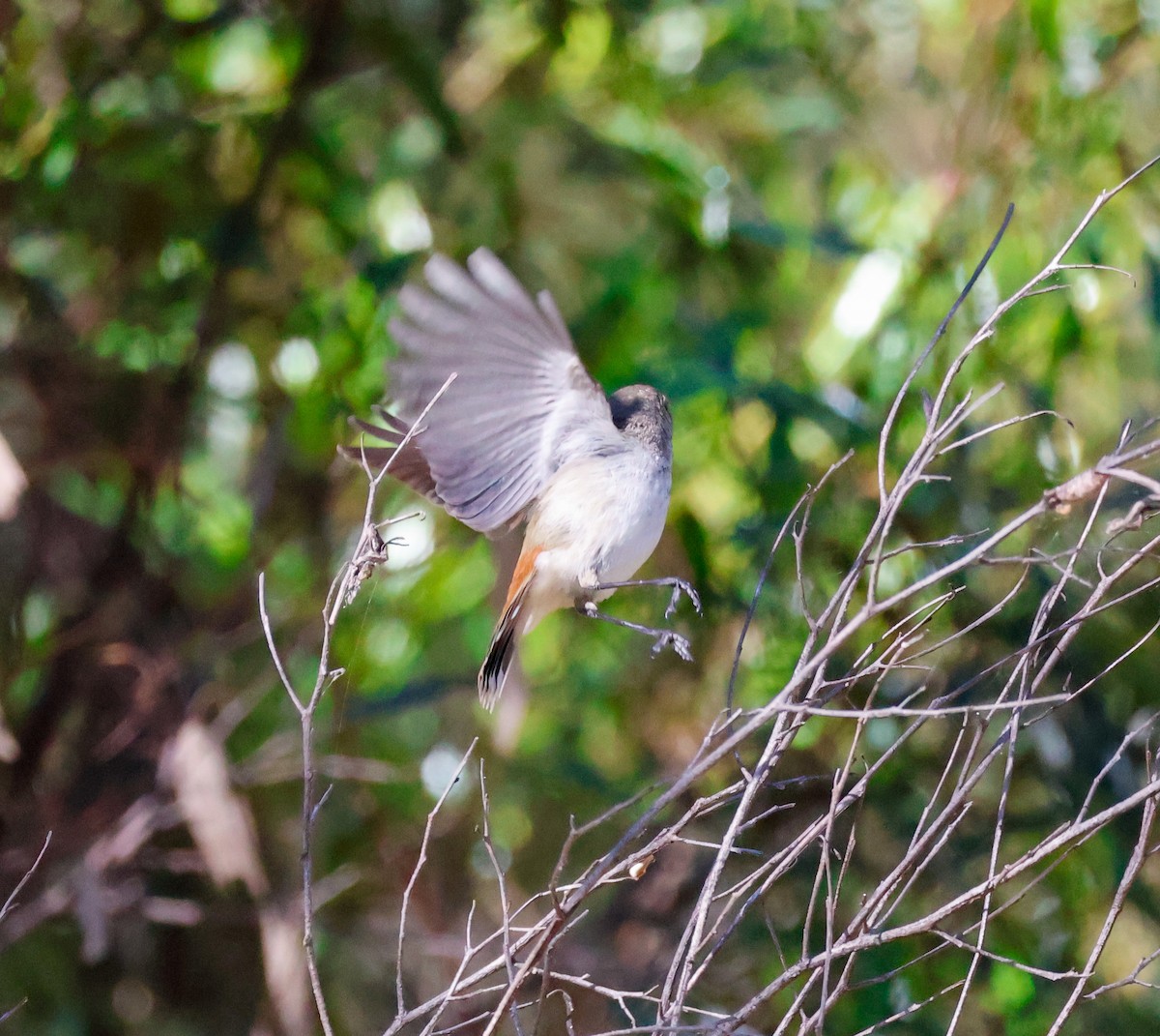 Inland Thornbill - ML637241195