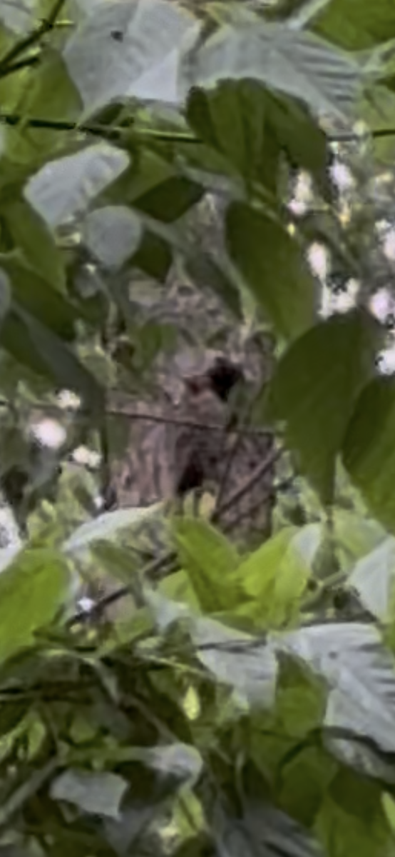 Northern Flicker (Yellow-shafted) - ML637241208