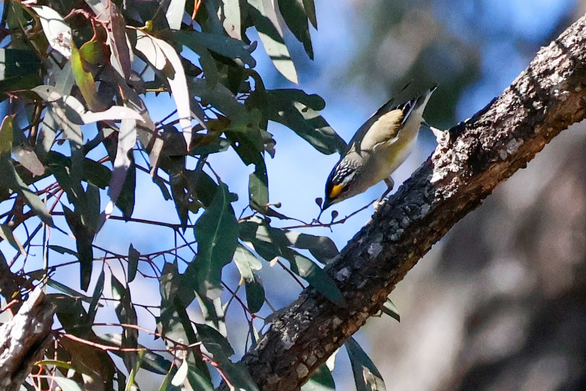 Striated Pardalote - ML637241296