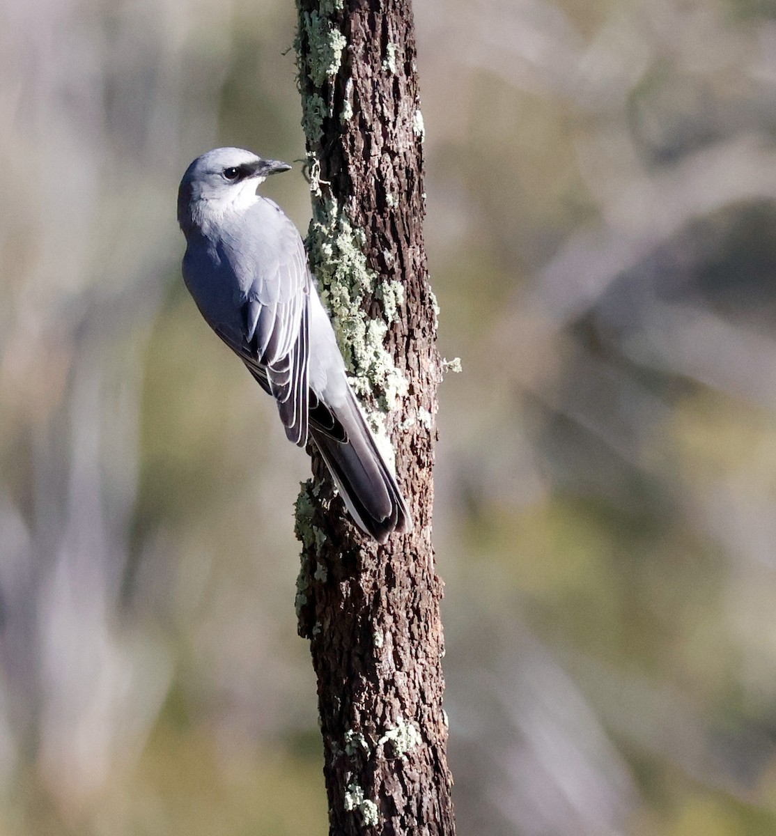 White-bellied Cuckooshrike - ML637241311