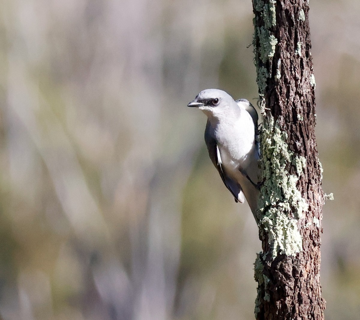 White-bellied Cuckooshrike - ML637241312