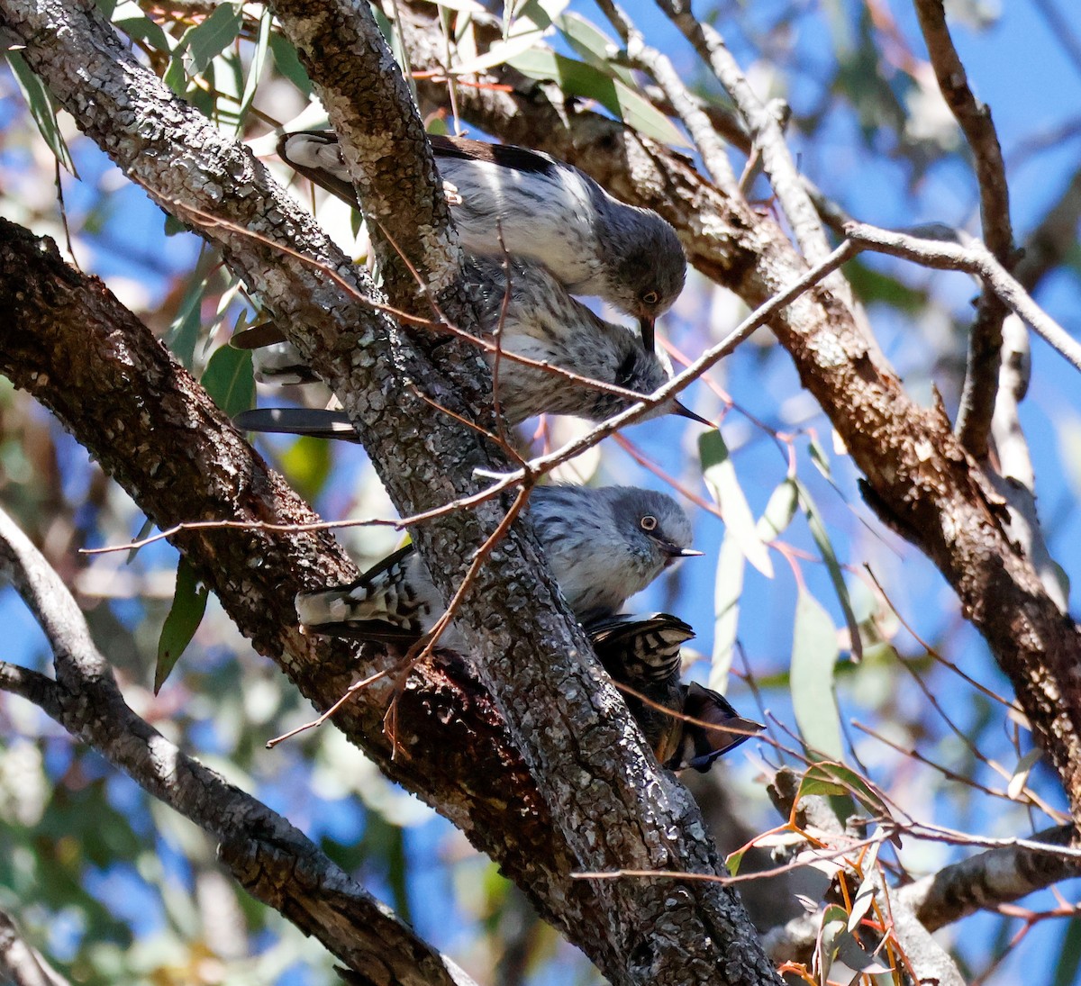 Varied Sittella - ML637241331