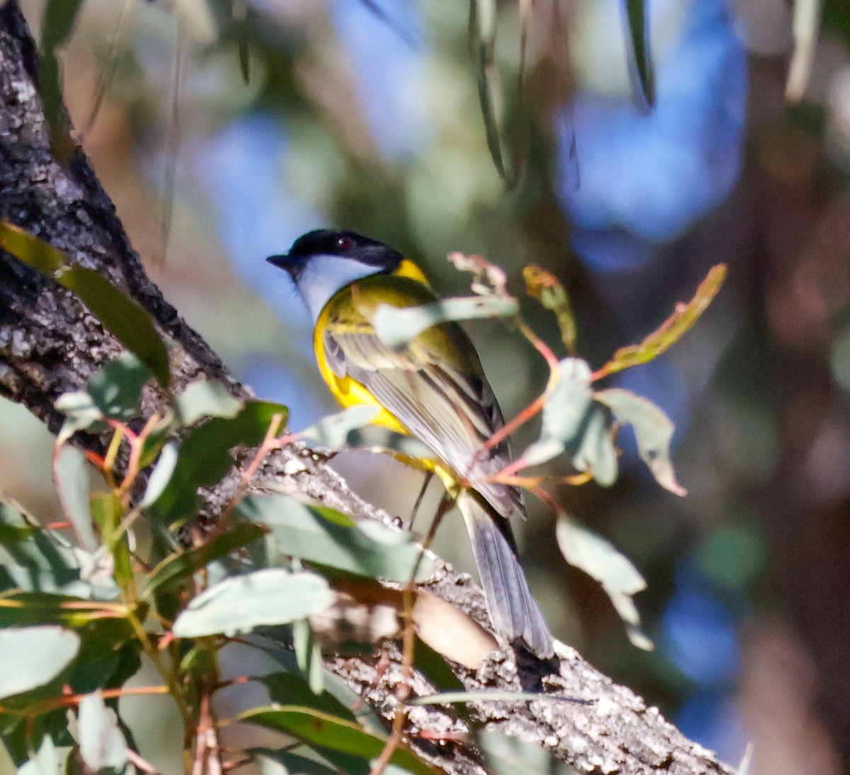 Golden Whistler - ML637241335