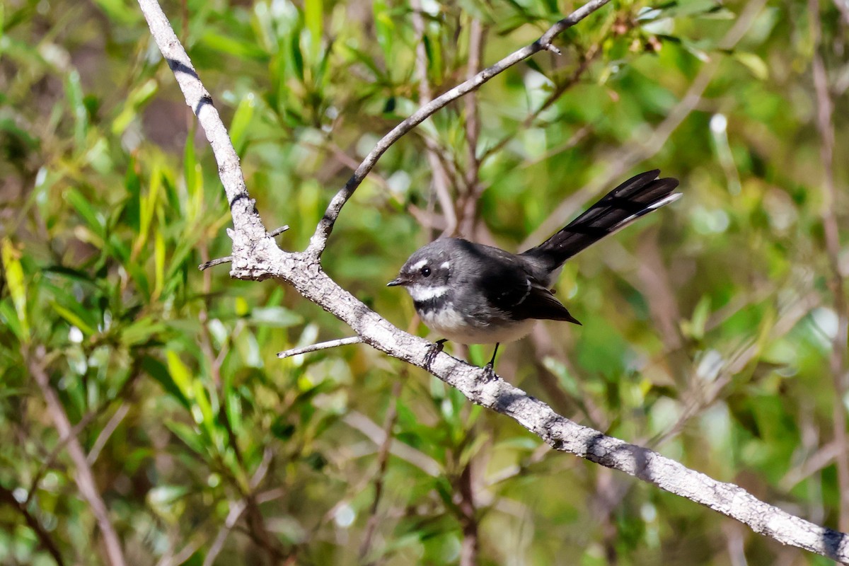Gray Fantail - ML637241348