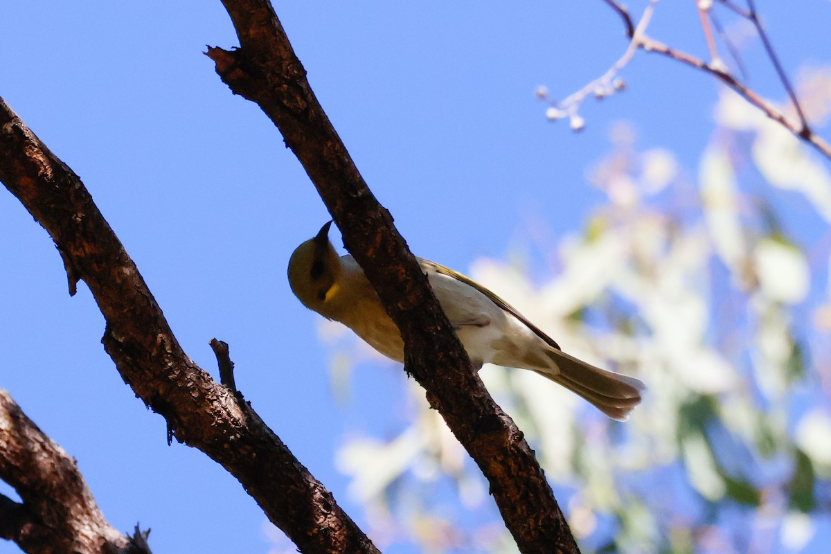 Fuscous Honeyeater - ML637241406