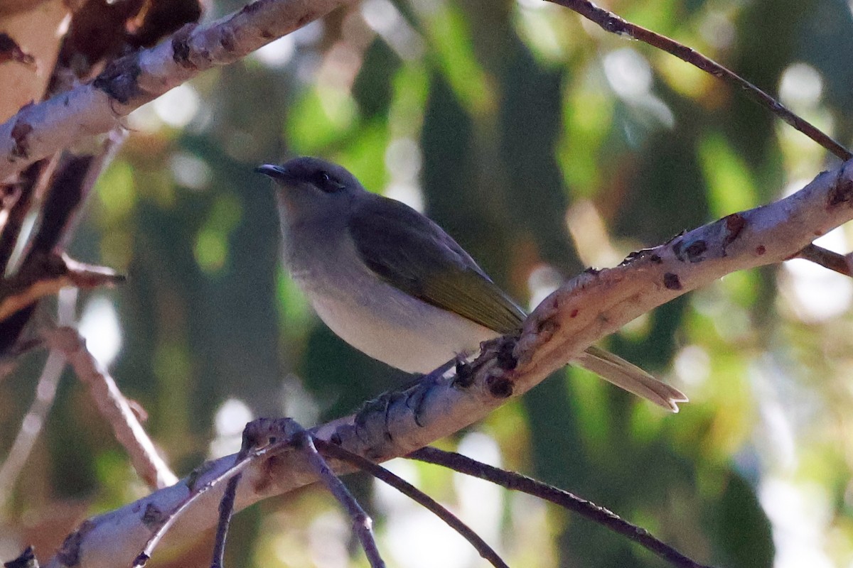 Brown Honeyeater - ML637241412