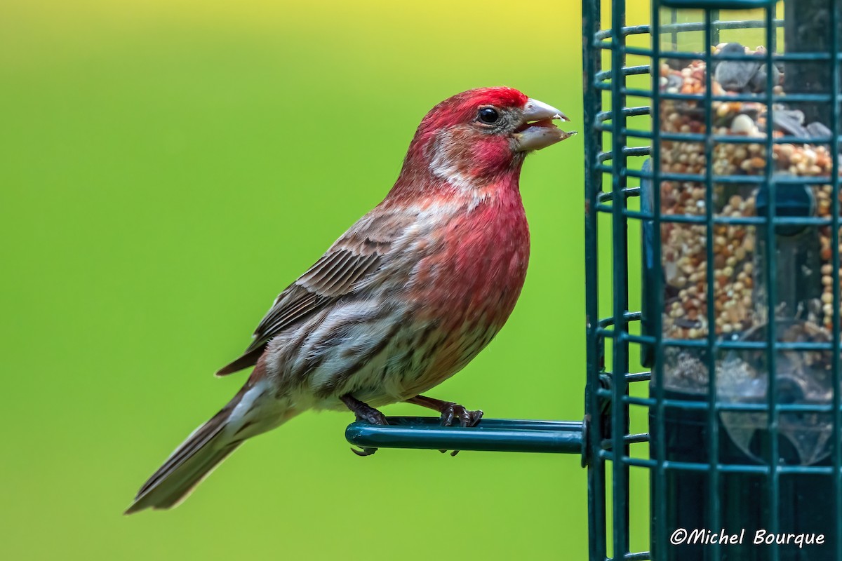 House Finch - ML637241436