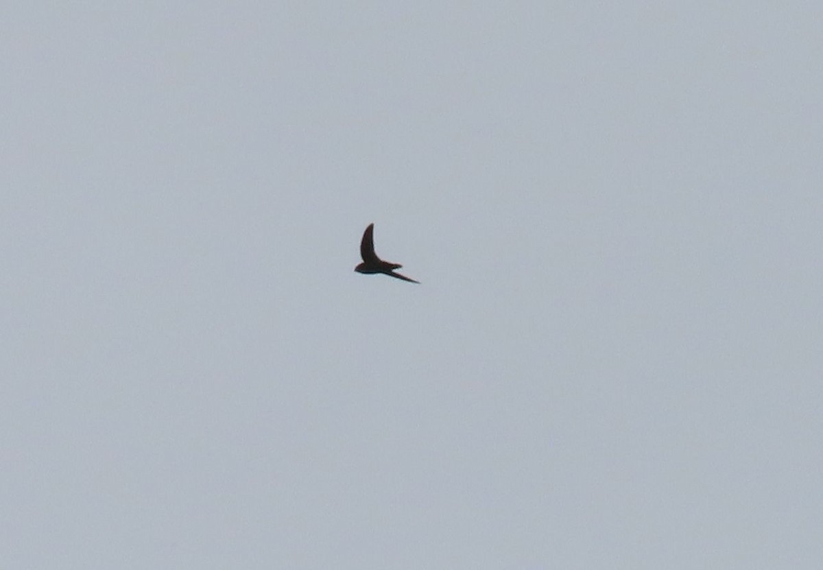 Gray-rumped Swift - ML637241475